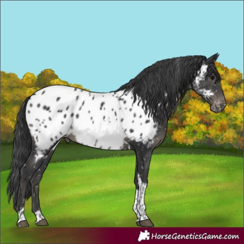 Horse Color:Black Tobiano Appaloosa