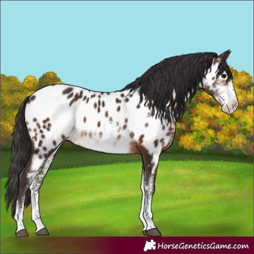 Horse Color:Brown Sabino Appaloosa