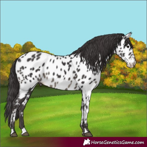 Horse Color:Smoky Black Appaloosa 