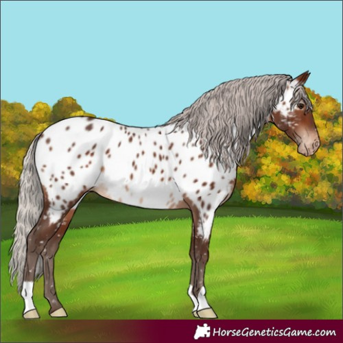 Horse Color:Silver Brown Appaloosa