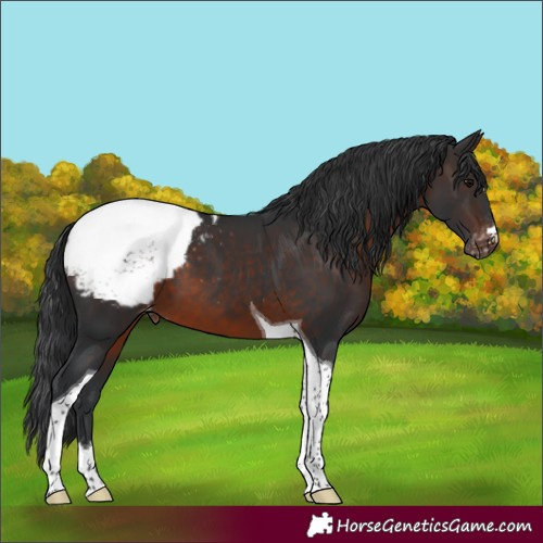 Horse Color:Brown Tobiano Appaloosa 