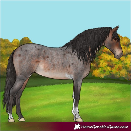 Horse Color:Bay Roan Tobiano 