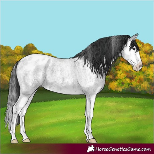 Horse Color:Blue Roan Sabino Splash Appaloosa