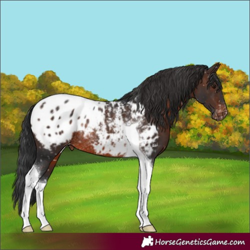 Horse Color:Brown Tobiano Appaloosa Rabicano 