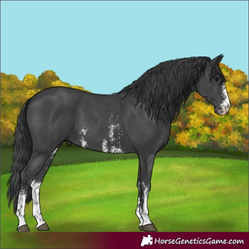 Horse Color:Black Sabino 