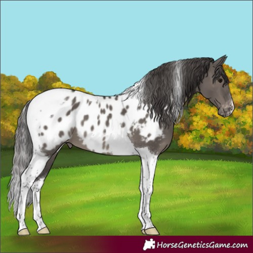 Horse Color:Smoky Grullo Tobiano Appaloosa
