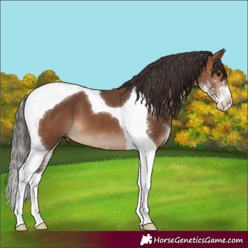 Horse Color:Bay Sabino Tobiano