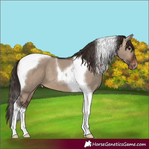 Horse Color:Brown Dun Tobiano Appaloosa 
