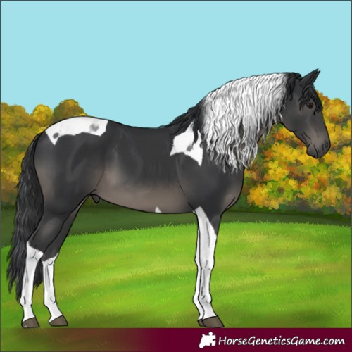 Horse Color:Black Tobiano 