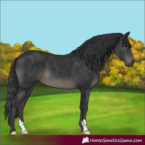 Horse Color:Black 