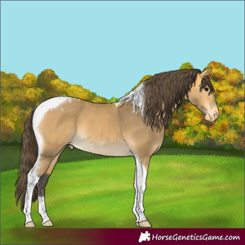 Horse Color:Buckskin Tobiano Appaloosa