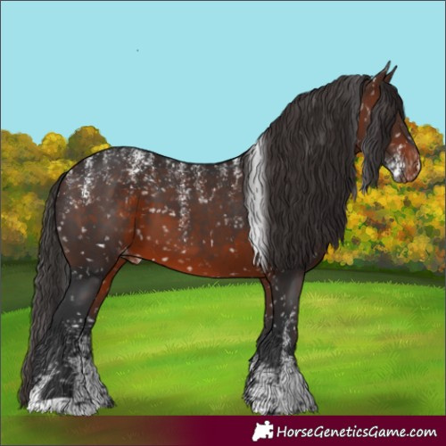 Horse Color:Powder White Brown Appaloosa
