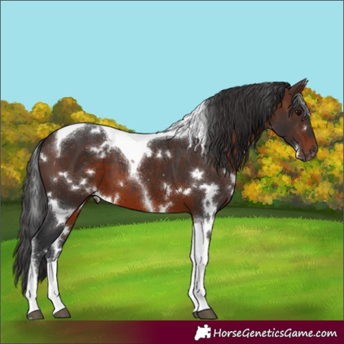 Horse Color:White Spotted Brown Tobiano