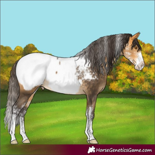 Horse Color:Powder White Buckskin Sabino Appaloosa 