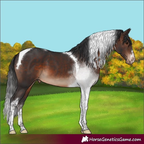 Horse Color:Brown Tobiano Appaloosa 