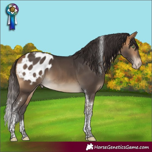 Horse Color:Buckskin Tobiano Appaloosa