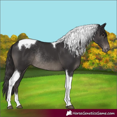 Horse Color:Smoky Black Tobiano Appaloosa Rabicano 