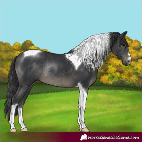 Horse Color:Black Tobiano Rabicano