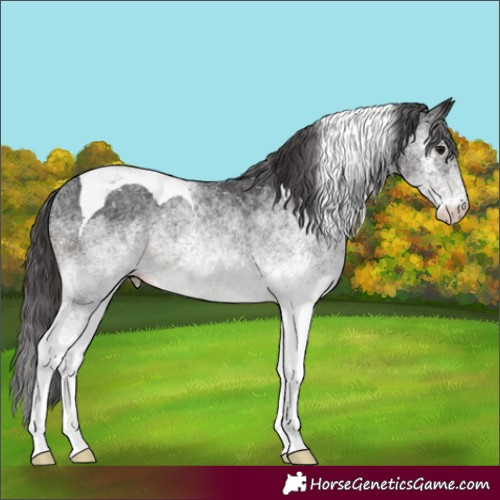 Horse Color:White Spotted Smoky Black Tobiano Appaloosa 