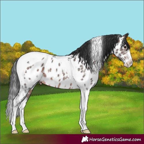 Horse Color:Brown Sabino Tobiano Appaloosa 