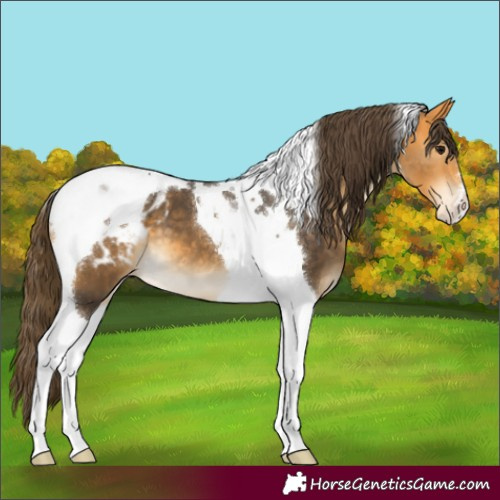 Horse Color:Buckskin Tobiano Appaloosa 