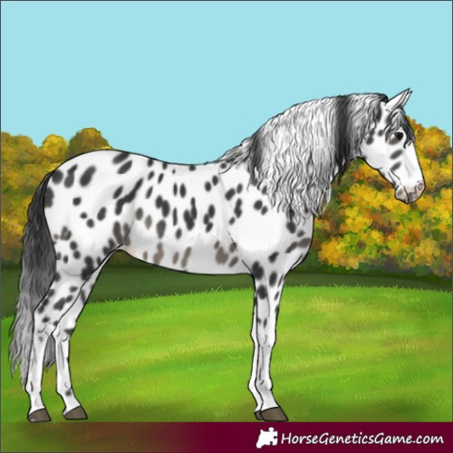 Horse Color:Black Tobiano Appaloosa