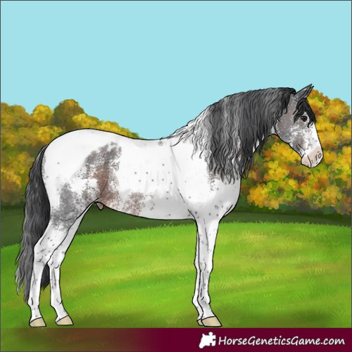 Horse Color:Brown Sabino Tobiano Appaloosa