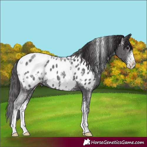 Horse Color:Powder White Smoky Black Sabino Appaloosa 