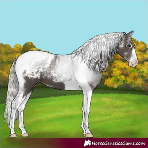 Horse Color:Powder White Silver Black Splash Tobiano Appaloosa 