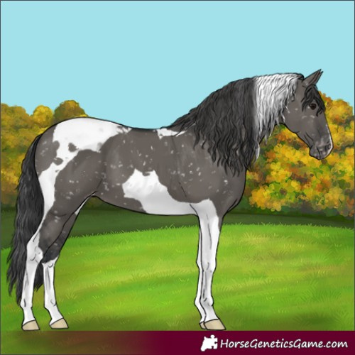 Horse Color:Grullo Tobiano Appaloosa 