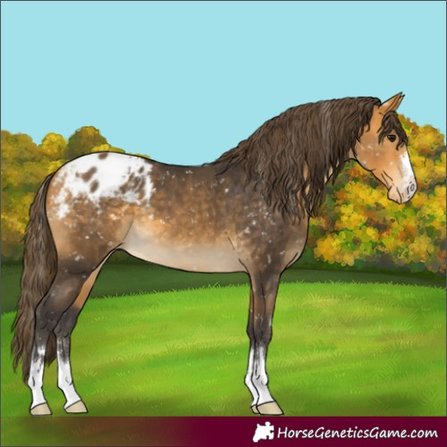 Horse Color:Buckskin Appaloosa 