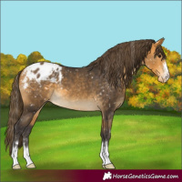 Horse Color:Buckskin Blanket 