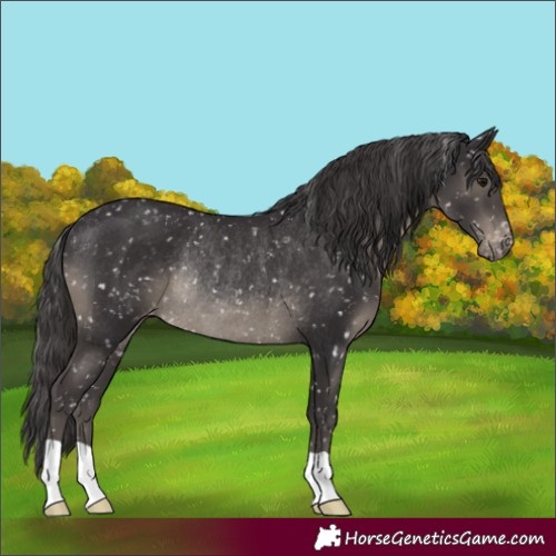 Horse Color:Smoky Black Appaloosa Rabicano
