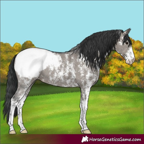 Horse Color:Grullo Sabino Appaloosa 