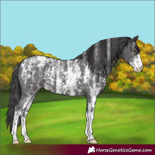 Horse Color:Powder White Smoky Black Sabino Appaloosa 