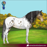 Horse Color:Buckskin Mushroom Tobiano Near Leopard 