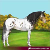 Horse Color:Buckskin Mushroom Tobiano Appaloosa