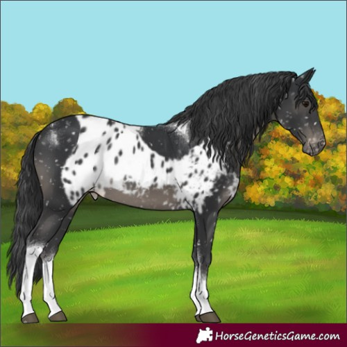 Horse Color:Black Tobiano Skewed Appaloosa