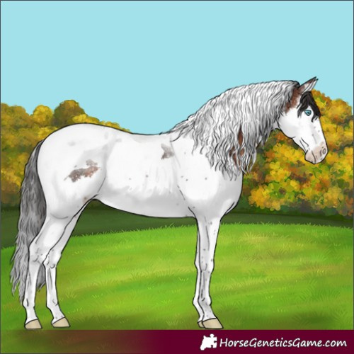 Horse Color:Brown Splash Tobiano Appaloosa