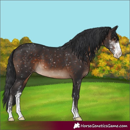 Horse Color:Brown Sabino Appaloosa