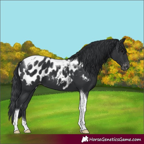 Horse Color:Black Tobiano Appaloosa