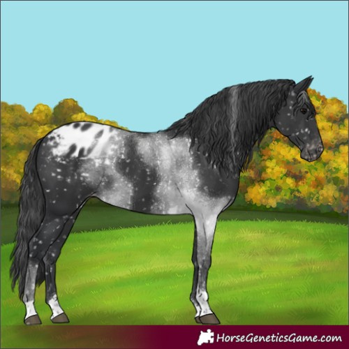 Horse Color:White Spotted Black Tobiano Appaloosa 