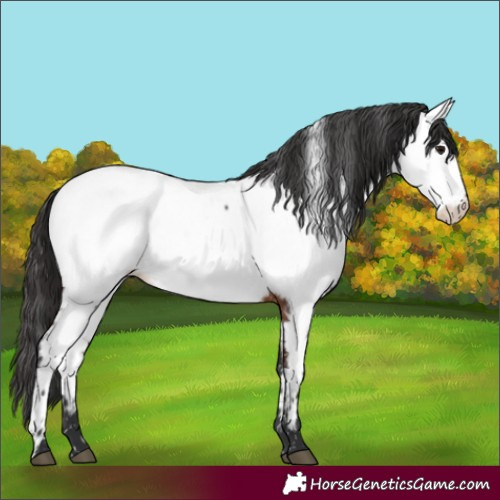 Horse Color:Brown Appaloosa