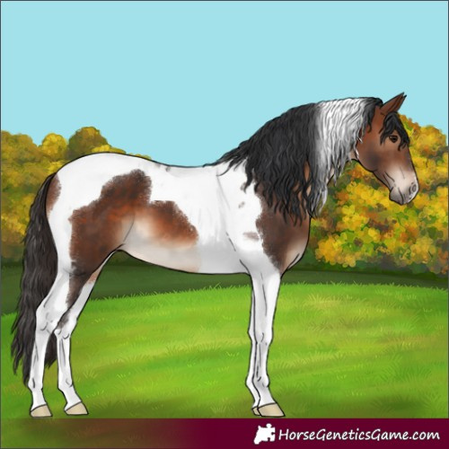 Horse Color:Brown Tobiano 