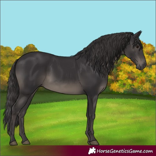 Horse Color:Smoky Black Rabicano