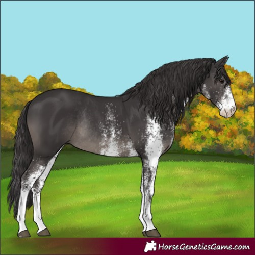 Horse Color:White Spotted Smoky Black Rabicano