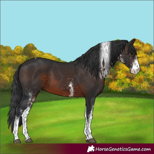 Horse Color:White Spotted Brown Tobiano