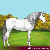 Horse Color:White Spotted Smoky Black Sabino Near Leopard Rabicano 