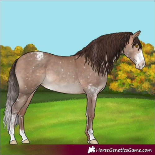 Horse Color:Sable Champagne Sabino Appaloosa