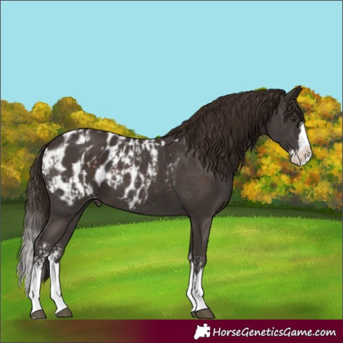 Horse Color:Liver Chestnut Sabino Splash Appaloosa and Liver Chestnut Sabino Splash Appaloosa